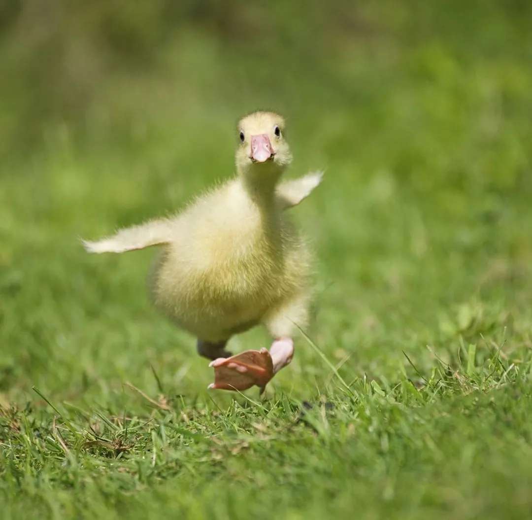 ؇؂䣺WWvJCọ̈̄ԣ